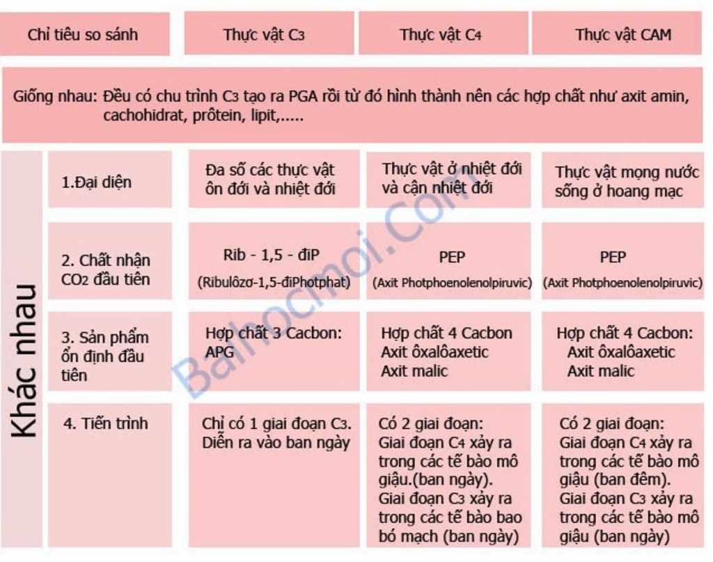 chung-minh-su-dong-hoa-cacbon-trong-quang-hop-cua-cay-anh-la-mot-qua-trinh-sinh-li-the-hien-su-t