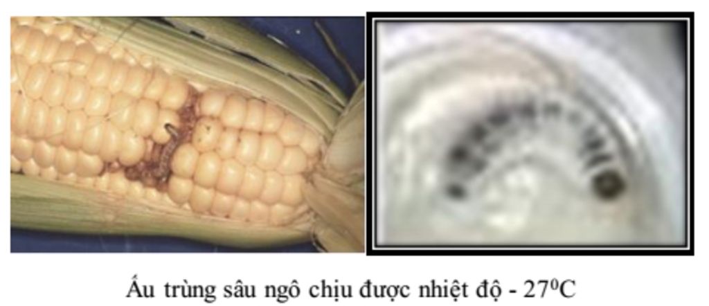 chup-10-tam-hinh-ve-su-anh-huong-cua-nhiet-do-moi-truong-va-hoac-su-canh-tranh-cua-cac-loai-vi-d
