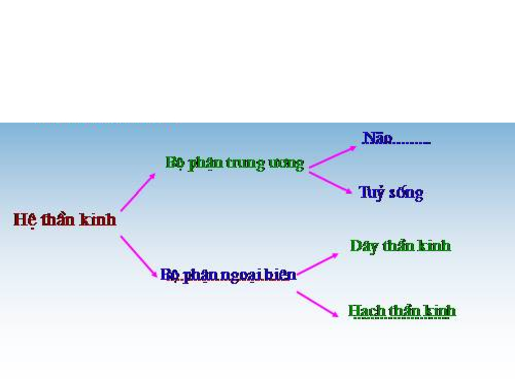 co-may-cach-phan-chia-bo-phan-cua-he-than-kinh-chi-tiet-hua-vote5