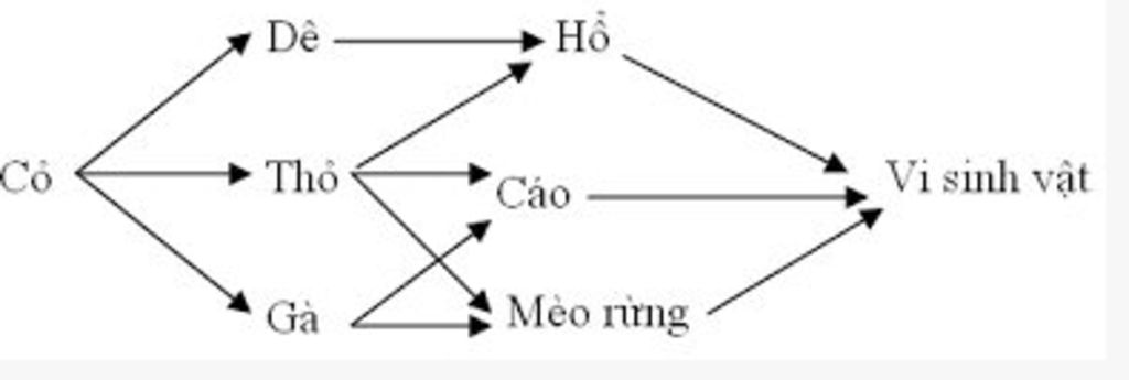co-mot-quan-a-sinh-vat-gom-co-cac-loai-sau-vi-sinh-vat-de-ga-cao-meo-rung-ho-co-tho-a-cho-biet-t