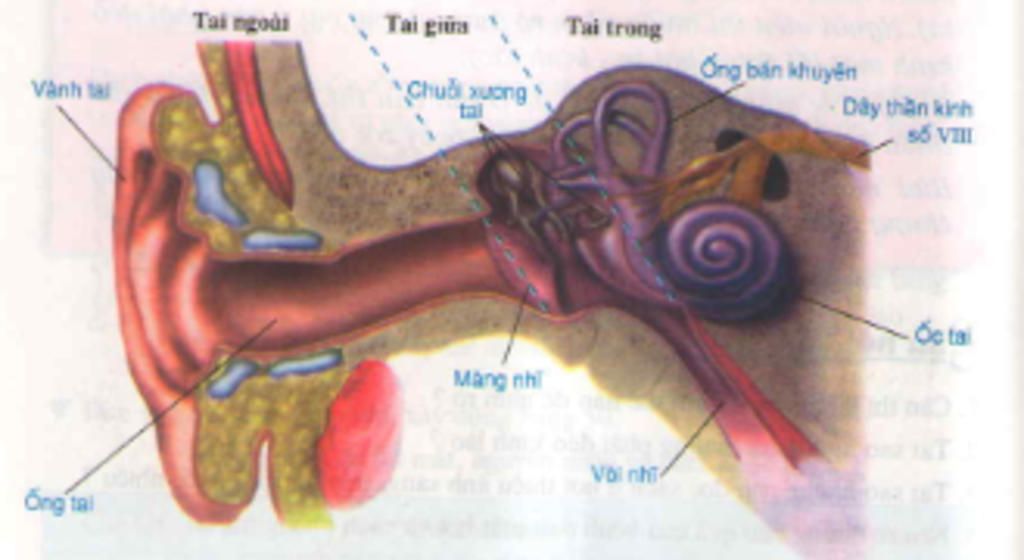 co-quan-phan-tich-thinh-giac-gom-nhung-bo-phan-nao
