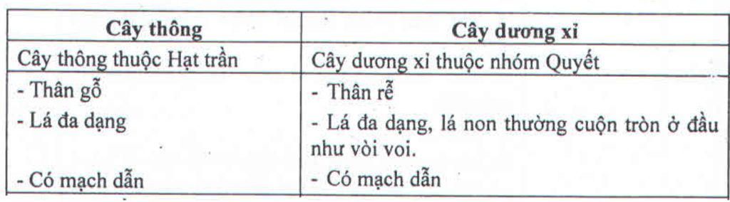 co-quan-sinh-san-non-va-co-quan-sinh-duong-cua-cay-thong-tai-sao-goi-la-hat-tran