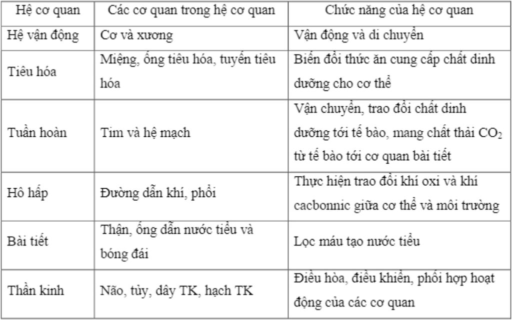 co-the-con-nguoi-gom-may-phan-neu-cac-bo-phan-cua-he-co-quan-va-chuc-nang-cua-cac-he-co-quan-do