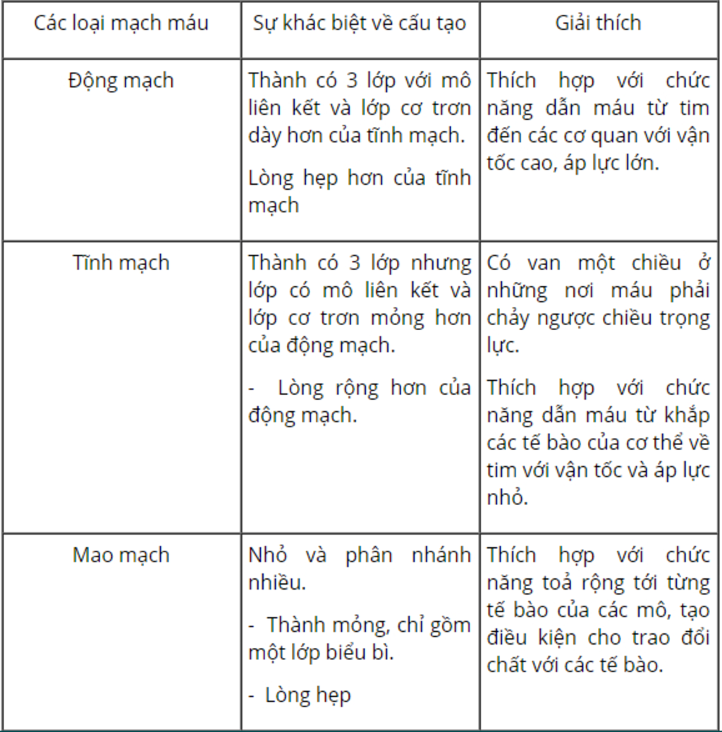 co-the-nguoi-co-nhung-loai-mach-mau-nao-so-sanh-va-chi-ra-su-khac-biet-giua-cac-loai-mach-mau-gi