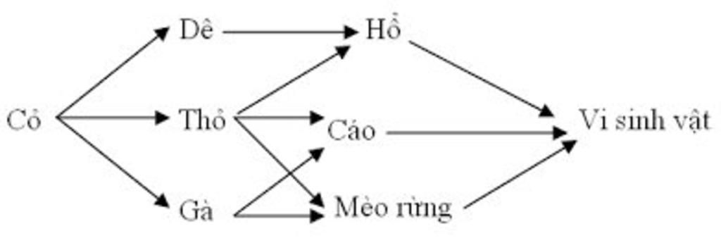 co-vsv-ho-chim-an-sau-sau-hai-thuc-vat-tho-de-a-cho-biet-thanh-phan-cua-he-sinh-thai-b-ve-so-do