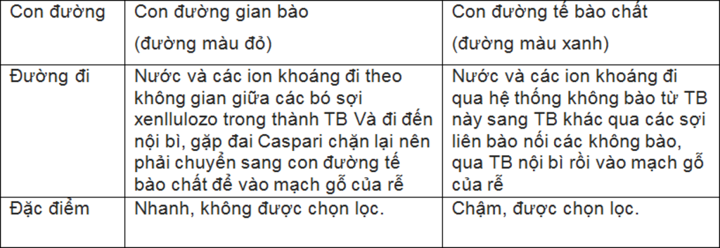 con-duong-hap-thu-nuoc-tu-dat-vao-mach-go-cua-re-dien-ra-theo-trinh-tu