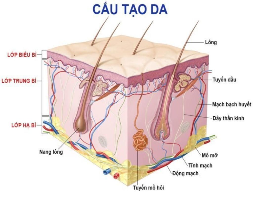 da-co-nhung-chuc-nang-gi-bo-phan-nao-cua-da-giup-thuc-hien-cac-chuc-nang-do