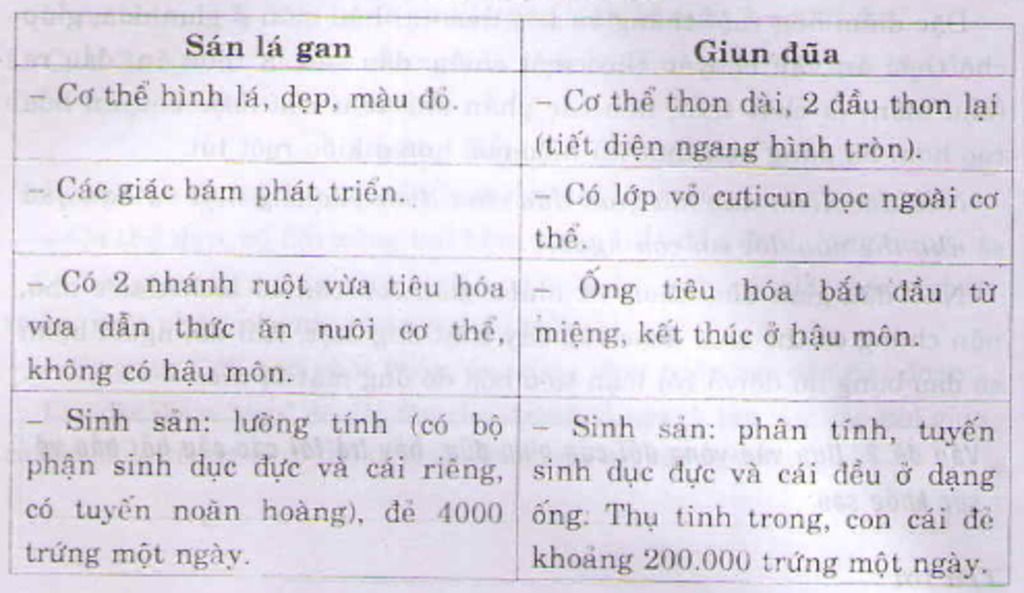 dac-diem-cau-tao-ca-san-la-gan-khac-voi-giun-dua