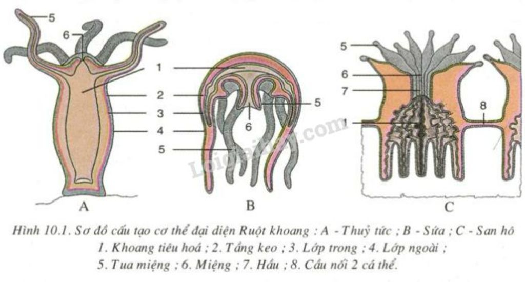 dac-diem-chung-va-vai-tro-cua-nghanh-ruot-khoang