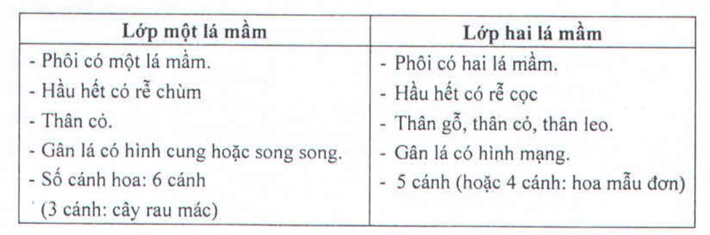 dac-diem-phan-biet-giua-lop-hai-la-mam-va-lop-mot-la-mam