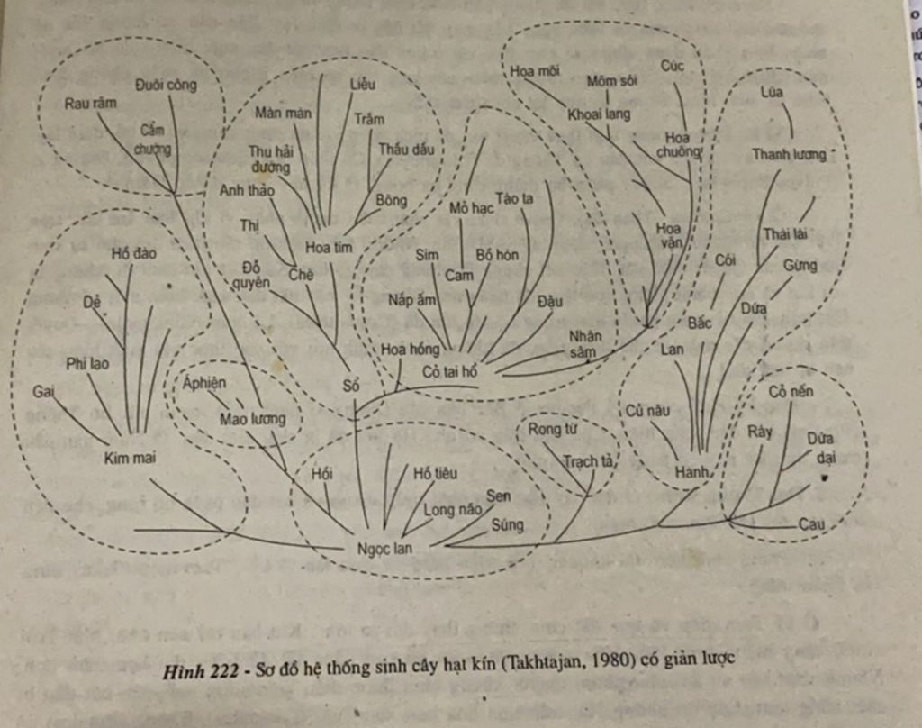 dac-diem-tien-hoa-cua-thuc-vat-hat-kin-rut-gon-thui-nhe-nhu-trac-nghiem-a-tra-loi-rut-gon-nghiem