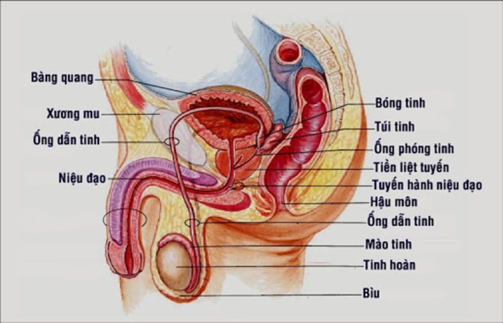 dang-anh-co-chua-bo-phan-sinh-duc-nu-va-nam-sinh-hoc