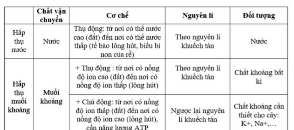 de-cuong-on-tap-kt-1-tiet-sinh-11-hk-1-1-phan-biet-co-che-hap-thu-nuoc-va-ion-khoang-o-re-2-phan