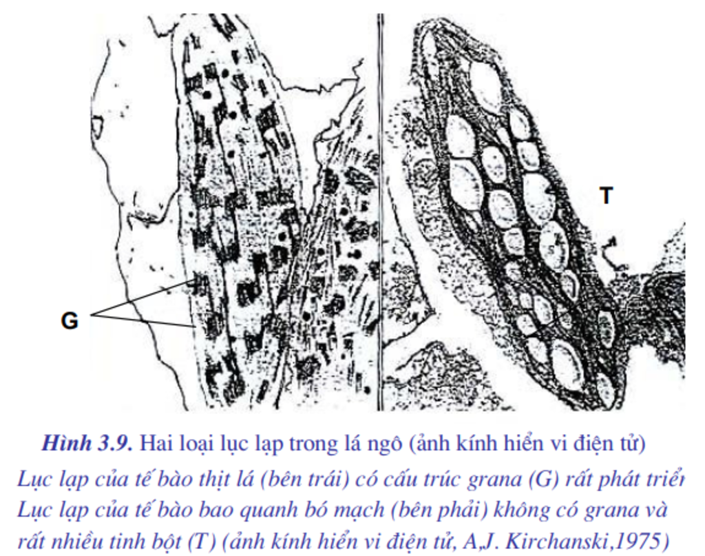 diem-khac-biet-trong-cau-tao-luc-lap-te-bao-mo-giau-va-luc-lap-te-bao-bo-mach-o-tv-c4-y-nghia-cu