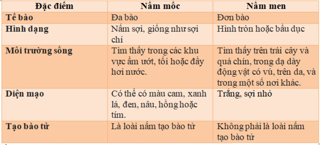 diem-khac-nhau-giua-nam-men-va-nam-soi-toi-thieu-5-y-giup-mk-voi-mn-oi