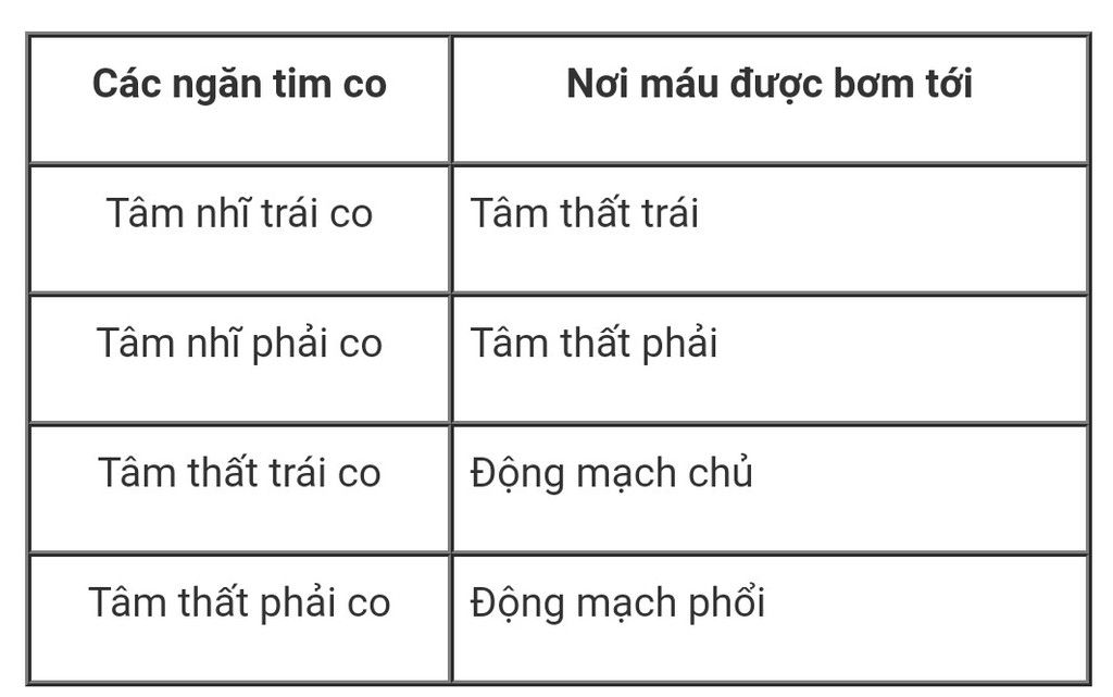 dung-dao-sac-bo-doc-mot-qua-tim-lon-heo-tu-dinh-den-day-tu-trai-qua-phai-de-thay-ro-cau-tao-tron