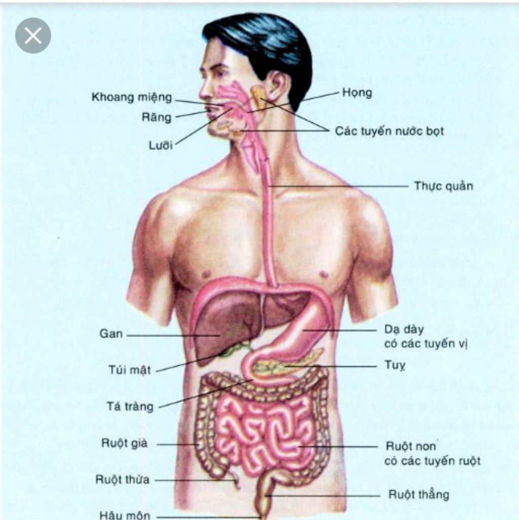 em-hay-ac-dinh-vi-tri-cua-cac-co-quan-tieu-hoa-tren-mo-hinh-va-cho-biet-he-tieu-hoa-duoc-chia-la