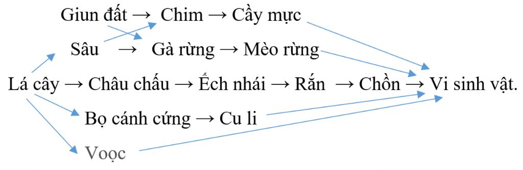 em-hay-dieu-tra-va-neu-thanh-phan-he-sinh-thai-rung-cuc-phuong-ve-4-chuoi-thuc-an-va-1-luoi-13-c