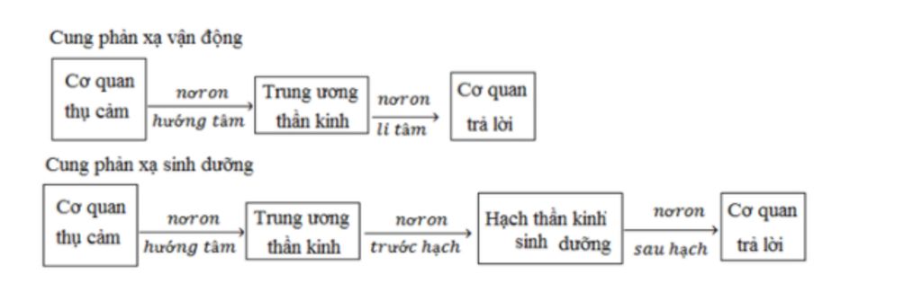 em-hay-mo-ta-duong-di-cua-ung-than-kinh-trong-cung-phan-a-van-dong-a-va-cung-phan-a-sinh-duong-b