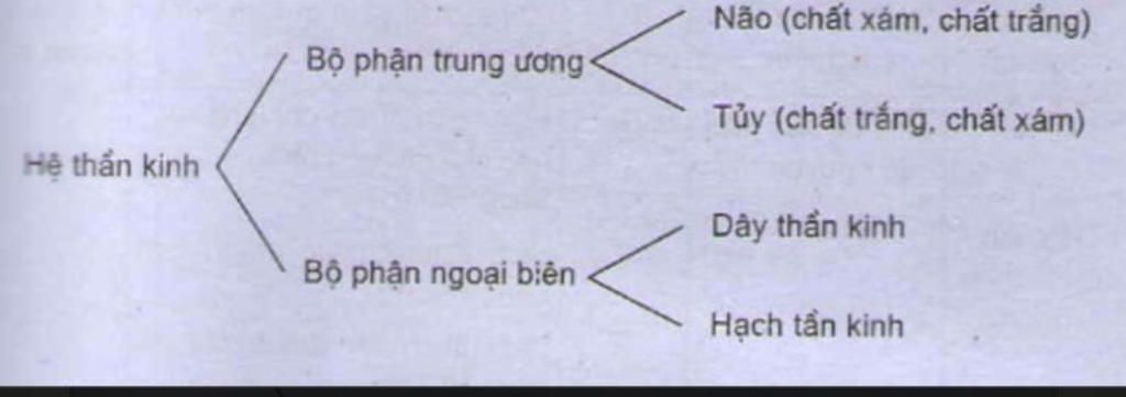 em-ve-so-do-phan-tich-dieu-hoa-cua-he-than-kinh-voi-co-quan-trong-co-the