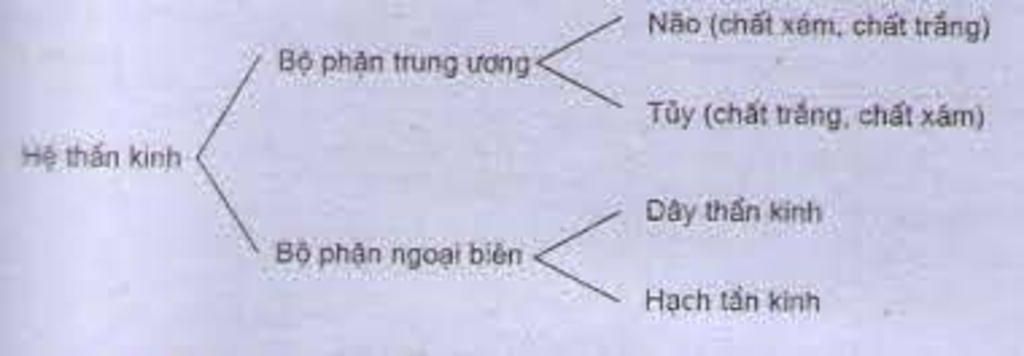 em-ve-so-do-phan-tich-dieu-hoa-cua-he-than-kinh-voi-co-quan-trong-co-the