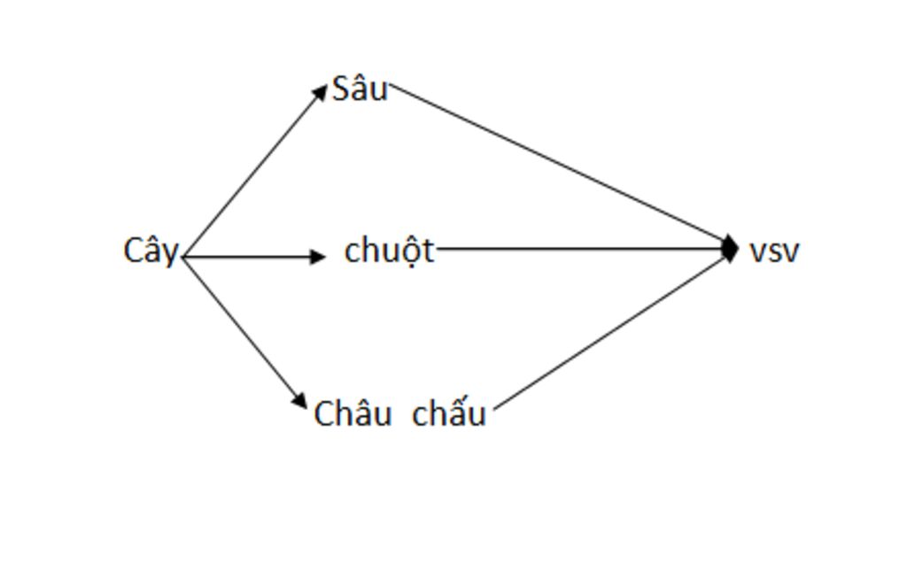 gia-su-co-cac-quan-the-sinh-vat-sau-cay-sau-chau-chau-chuot-vsv-a-ay-dung-5-chuoi-thuc-an-co-the