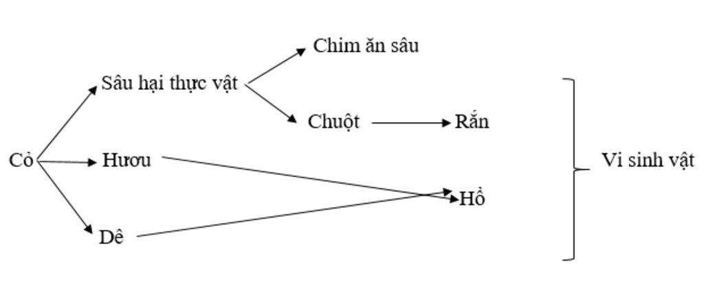 gia-su-co-mot-quan-a-gom-cac-loai-sinh-vat-nhu-sau-co-huou-de-chim-an-sau-sau-hai-thuc-vat-hoi-c