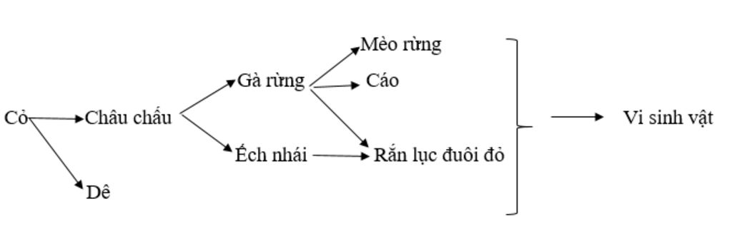 gia-su-co-mot-quan-a-sinh-vat-gom-cac-loai-sinh-vat-sau-co-chau-chau-ech-nhai-de-ga-rung-cao-vi