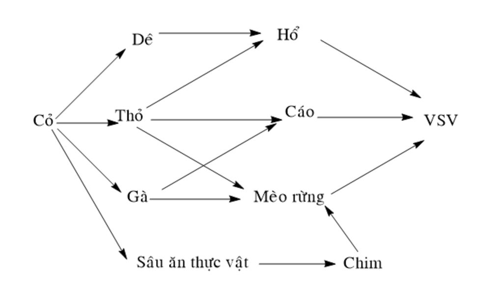 gia-su-mot-quan-a-co-cac-sinh-vat-sau-co-tho-de-chim-an-sau-sau-hai-thuc-vat-cao-ho-meo-rung-vi
