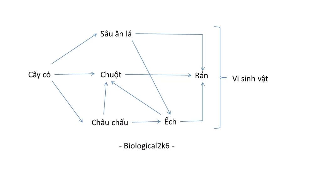 gia-su-trong-quan-a-co-cac-loai-sinh-vat-sau-cay-co-ran-ech-chau-chau-sau-an-la-chuot-vi-sinh-va