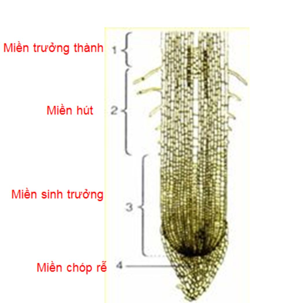 giai-cho-minh-voi-ve-so-do-cho-minh-nhe-re-gom-co-may-mien