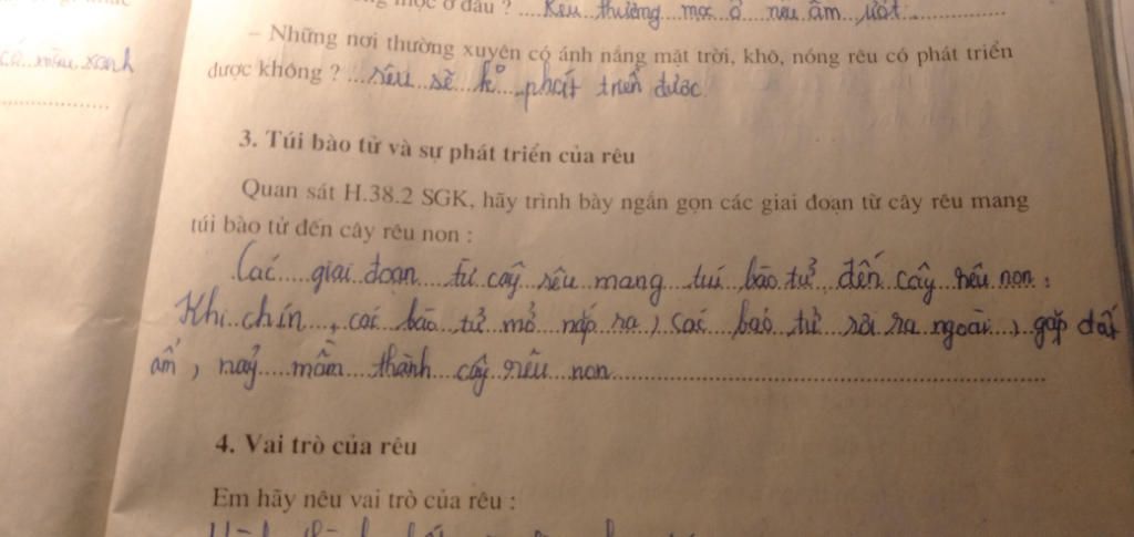 giai-doan-tu-cay-reu-mang-tui-bao-tu-den-reu-con