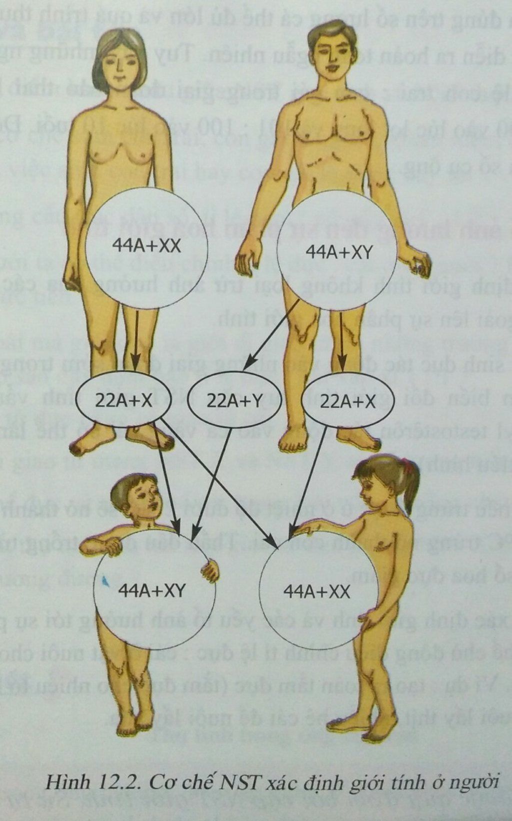 giai-thich-co-che-sinh-con-trai-hay-con-gai-o-ng-co-ve-so-do-mhoa-vi-sao-ti-le-nam-nu-trong-cau