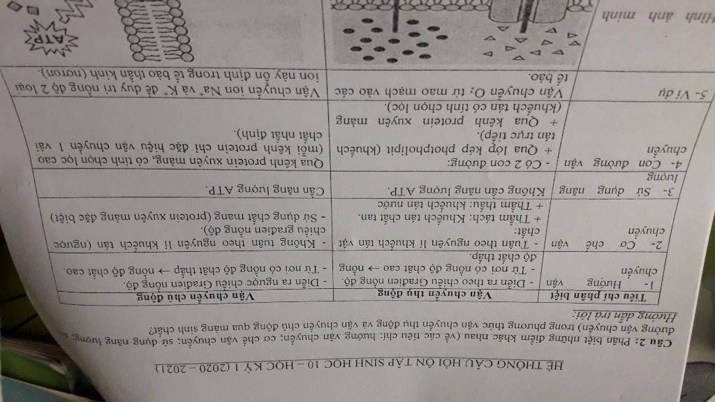giai-thich-co-che-van-chuyen-thu-dong-chu-dong-giai-thich-hien-tuong-co-va-phan-co-nguyen-sinh-o