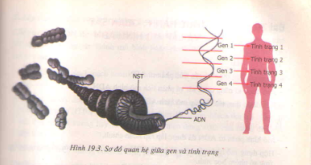 giai-thich-moi-lien-quan-ve-cau-tao-va-hoat-dong-giua-gen-va-arn-p-s-giup-minh-voi-mn-oi-co-the