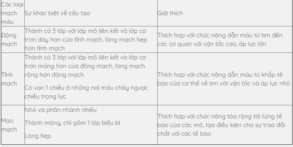 giai-thich-su-khac-nhau-ve-cau-tao-giua-3-loai-mach-mau