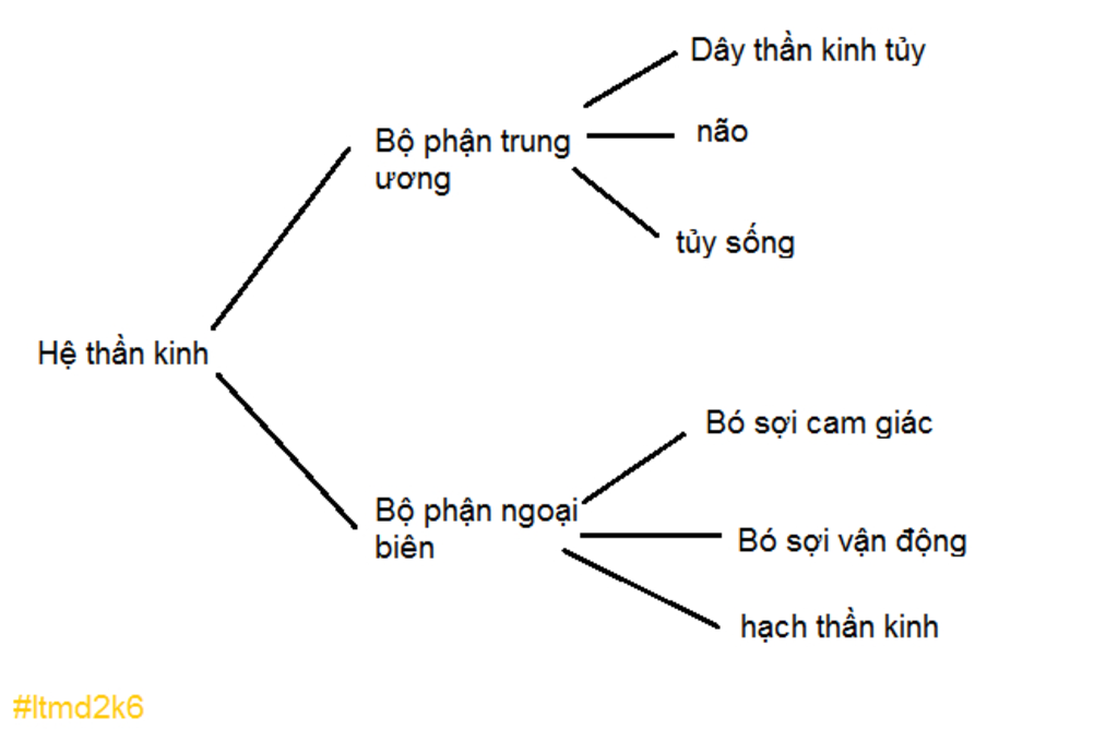 giai-thich-tai-sao-tuy-song-la-trung-khu-cua-cac-phan-a-khong-dieu-kien-he-than-kinh