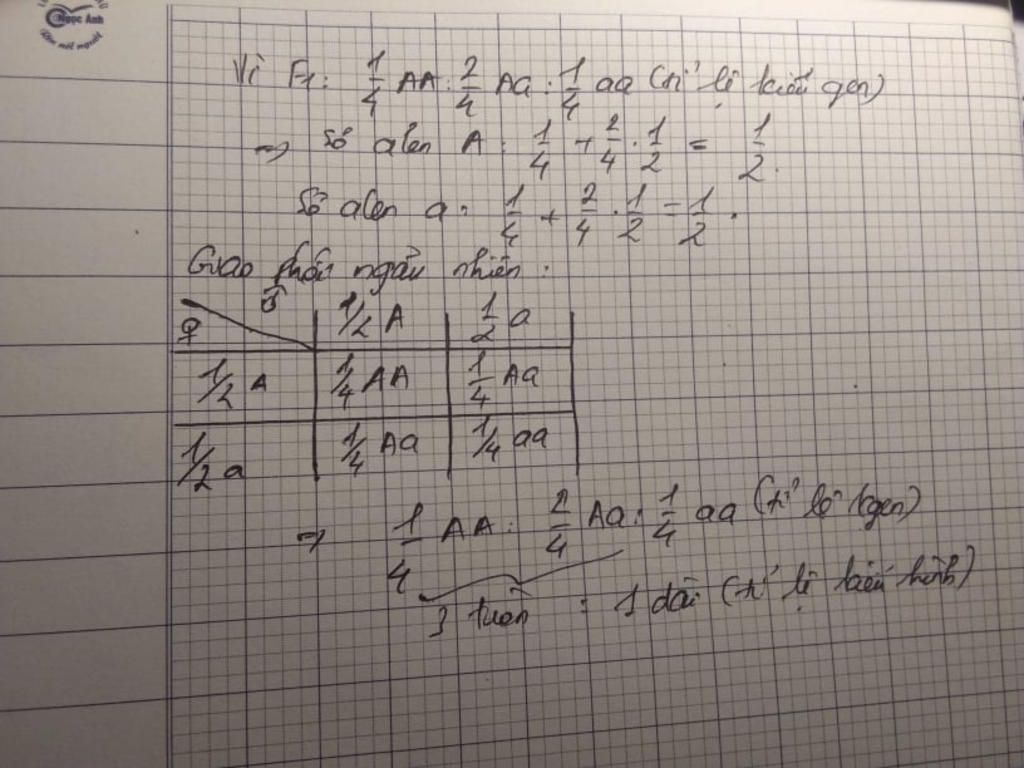 giao-phan-giua-2-cay-p-thu-duoc-f1-co-75-qua-tron-va-25-qua-bau-dai-a-ve-so-do-lai-minh-hoa-tu-p