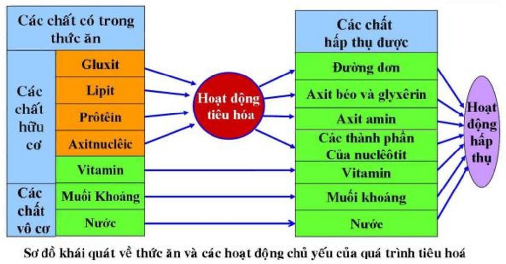giup-mik-ve-so-do-tu-duy-chu-de-tieu-hoa-nha-mn-thank-you
