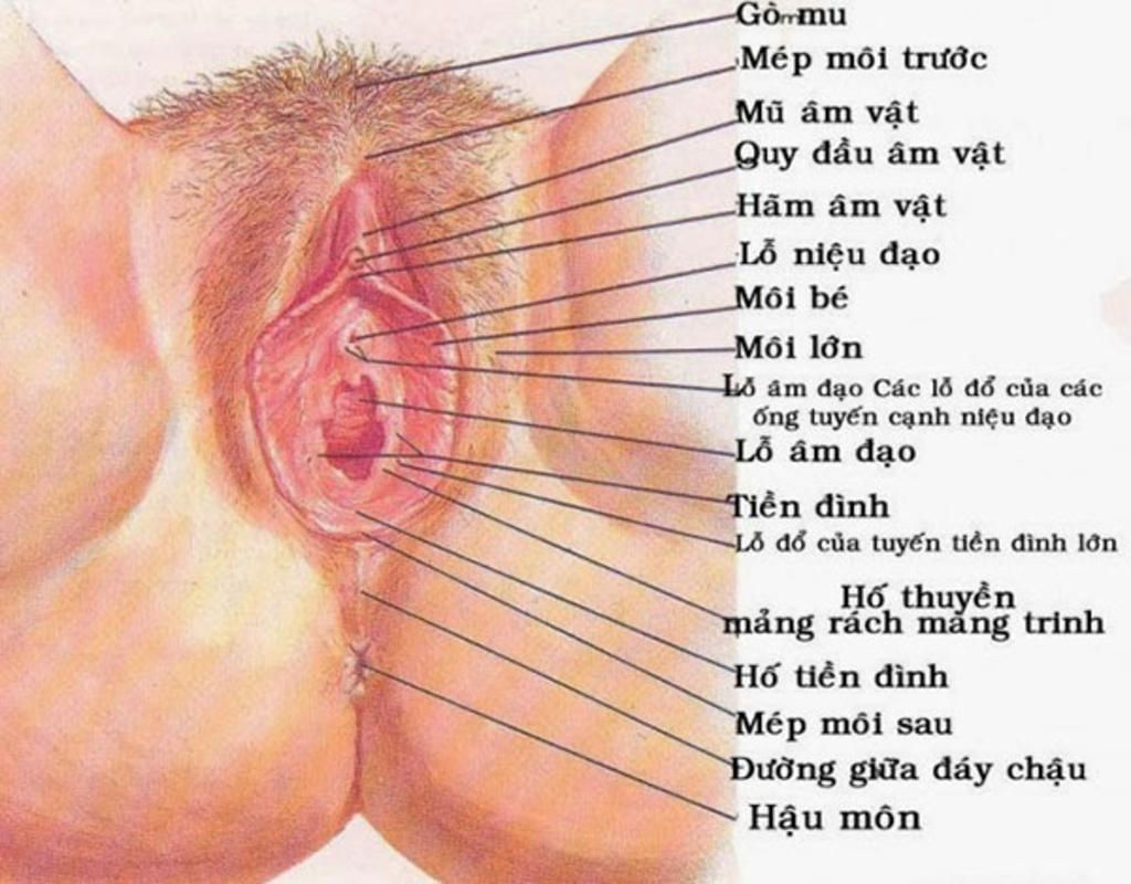 hay-cho-biet-cau-tao-va-chuc-nang-cua-cac-bo-phan-trong-co-quan-sinh-duc-nam-va-nu