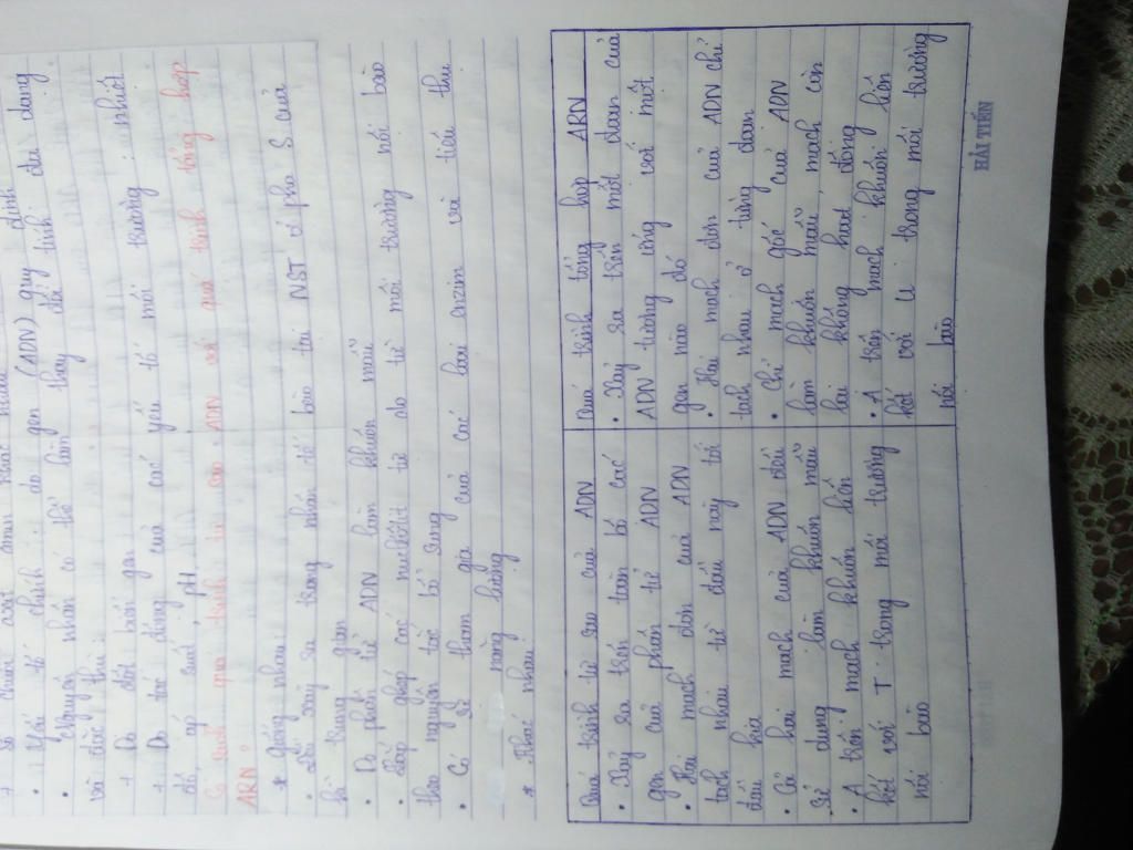 hay-cho-biet-su-khac-nhau-co-ban-giua-co-che-tong-hop-adn-va-co-che-tong-hop-arn