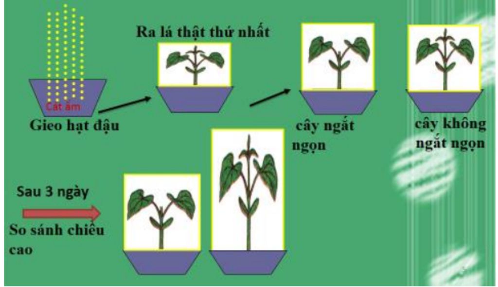 hay-giai-thich-loi-ich-cua-viec-bam-ngon-tia-canh-lay-vi-du-minh-hoa