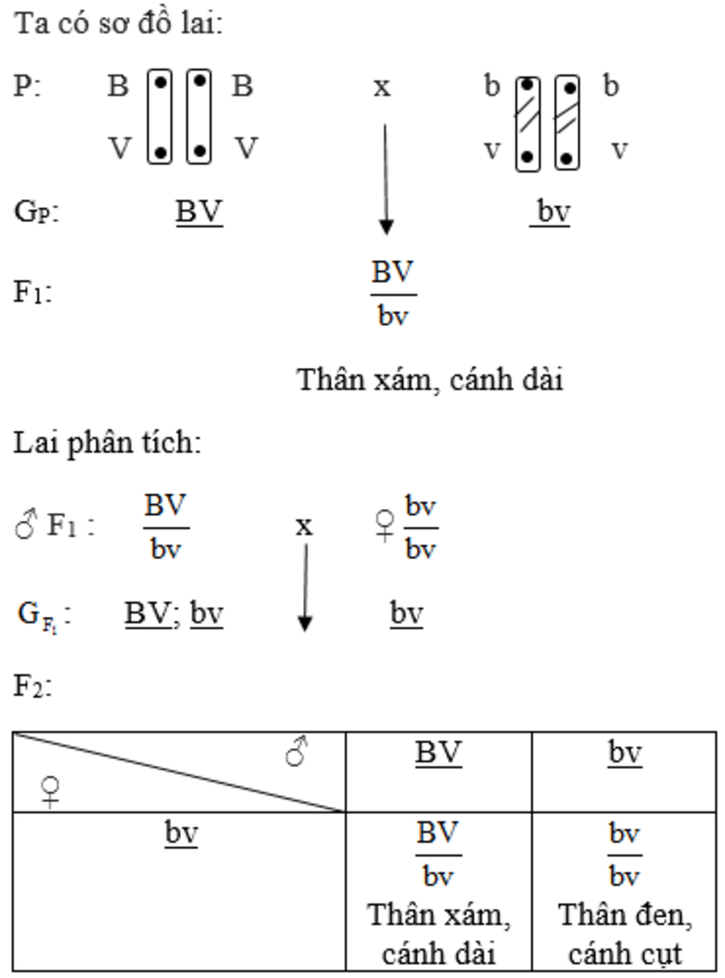 hay-giai-thich-thi-nghiem-cua-moocgan-ve-su-di-truyen-lien-ket-dua-tren-co-so-te-bao-hoc