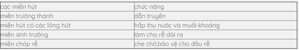 hay-neu-cau-tao-cua-re-va-chuc-nang-cua-tung-bo-phan-cua-re