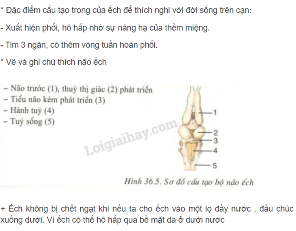 hay-neu-dac-diem-cau-tao-trong-cua-ech-de-thich-nghi-voi-doi-song-tren-can-ve-va-ghi-chu-cac-pha