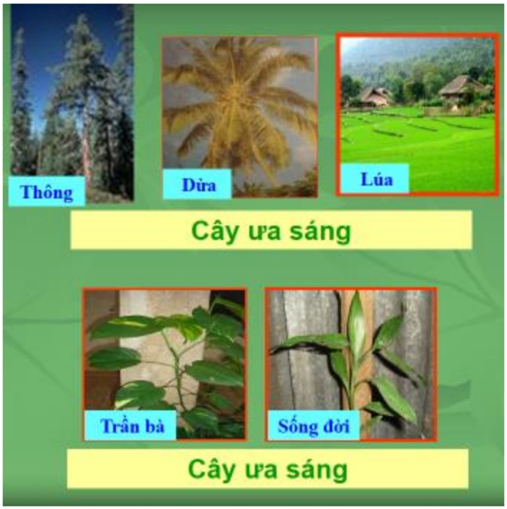 hay-neu-so-do-tu-duy-bai-anh-huong-cua-cac-dieu-kien-ben-ngoai-den-y-nghia-cua-quang-hop