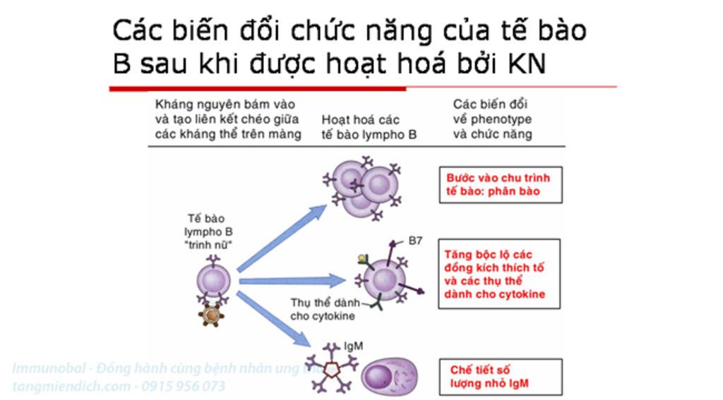 hay-phan-biet-mien-dich-the-dich-va-mien-dich-te-bao
