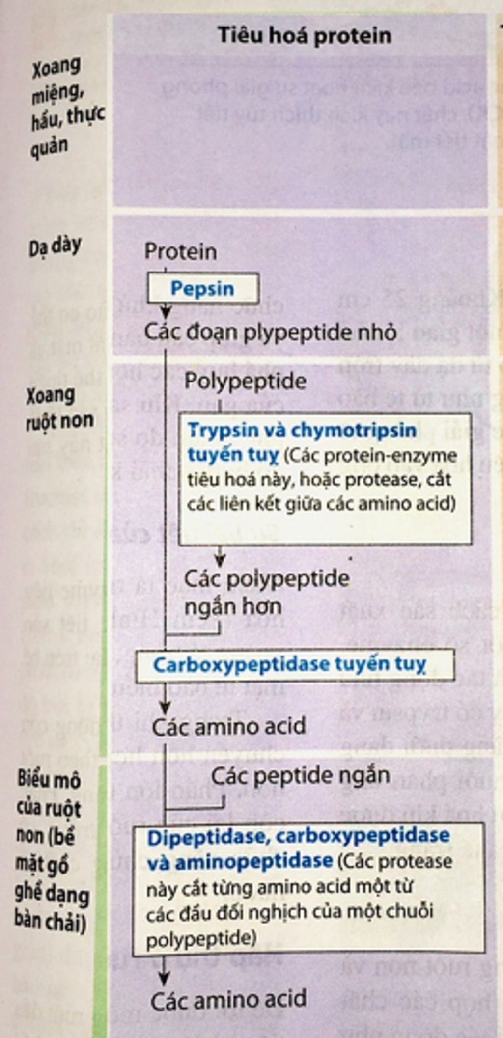 hay-phan-tich-qua-trinh-bien-doi-hoa-hoc-chat-protein-co-trong-thit-lon-qua-tung-giai-doan-khoan