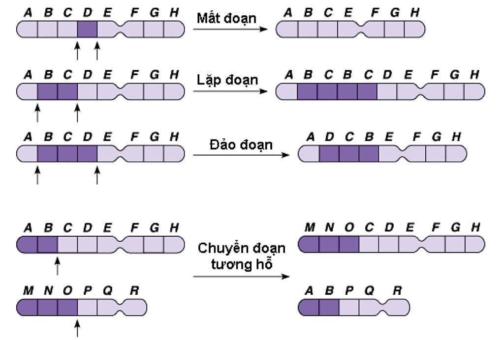 hay-tim-mot-so-tranh-anh-ve-dot-bien-cau-truc-nhiem-sac-the-va-neu-dac-diem-chu-y-ngan-gon-de-hi