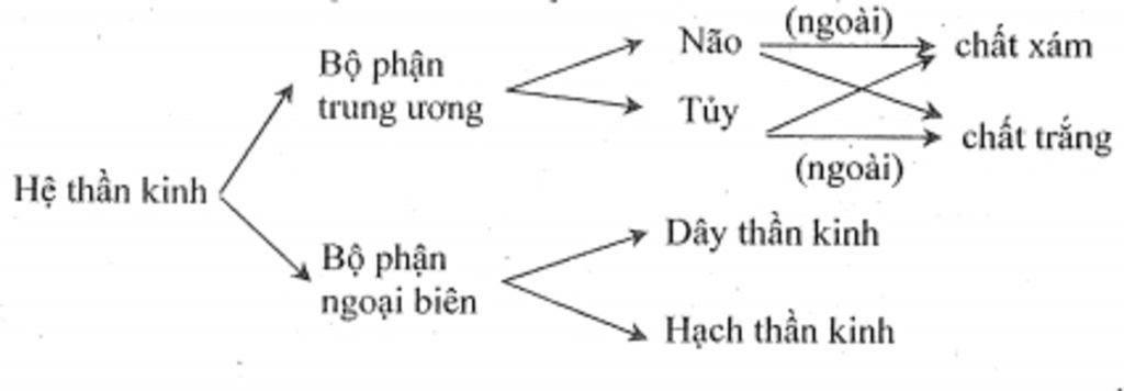 hay-tom-tat-cau-tao-chuc-nang-cac-bo-phan-cua-he-than-kinh